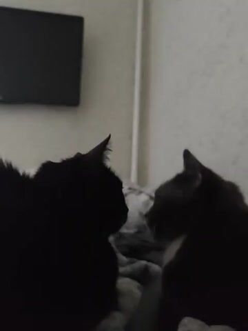The video shows two cats, one black and one gray and white, facing each other. A person's hand enters the frame and pets the gray and white cat. The cats appear to be on a bed covered with a gray blanket. A black television is mounted on a wall in the background. The wall has a textured, light-colored wallpaper.