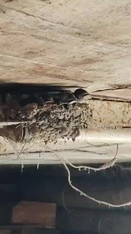This is a video capturing a close-up view of a bird's nest built from mud and twigs, tucked beneath a wooden structure. The nest is teeming with young birds, their beaks open and waiting. A parent bird, with its dark plumage and long, forked tail, enters the frame from the right, meticulously feeding its offspring. The scene is dimly lit, suggesting it might be early morning or late evening, or that the nest is in a shaded area. The overall impression is one of natural intimacy and parental care, showcasing the vital cycle of life in a hidden, earthy sanctuary. The wooden beams above and the pipe below suggest the nest is located under an eave or bridge. There is no visible text in the media file.
