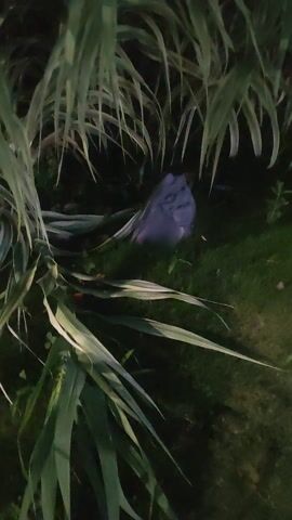 A close-up, low-light shot shows a dark blue tarp or plastic sheet lying on grass and surrounded by green vegetation. The tarp is wrinkled and appears to be partially covered by the surrounding plants. The lighting is dim, creating shadows and obscuring fine details.