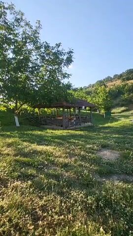 This media file captures a serene outdoor scene in Sneja, Bulgaria. The setting is a grassy field dotted with clover, illuminated by the warm, soft light of early morning or late afternoon. A clear blue sky stretches overhead, suggesting pleasant weather.

In the foreground, the focus is on the natural landscape, with lush green grass and patches of white clover. In the mid-ground, a rustic wooden gazebo with a wooden roof stands as a focal point. It appears to be a sheltered area, possibly for picnics or gatherings, with wooden benches and tables visible inside. The gazebo is surrounded by a wooden fence. To the left of the gazebo, a large tree with green foliage casts a shadow. Further in the background, rolling hills are covered with trees, creating a picturesque natural backdrop. The scene is tranquil and inviting, evoking a sense of peace and relaxation.

There is no visible text in the media file. The activity taking place is implied to be a quiet moment in nature, perhaps a leisurely stroll or simply enjoying the peaceful surroundings. The time of day is suggested by the low angle of the sunlight, casting long shadows across the grass.