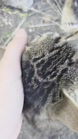 This close-up, handheld video captures a tabby cat being petted by a person's hand. The cat is lying down, with its head bowed and eyes partially closed, appearing relaxed or sleepy. The fur is a mix of gray and brown with characteristic tabby stripes. The scene is outdoors, with a rough, dry ground visible in the background, possibly dirt and dry grass. The lighting suggests it's daytime. The focus is primarily on the cat's face and the hand interacting with it, creating an intimate and gentle feel. There is no visible text in the video. The location context provided is Holíč, Slovakia, which does not add specific visual cues to the imagery itself, but places the interaction within a general European setting.