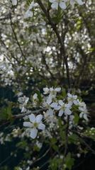 Spring garden moments with flowers and cats in Votkinsk