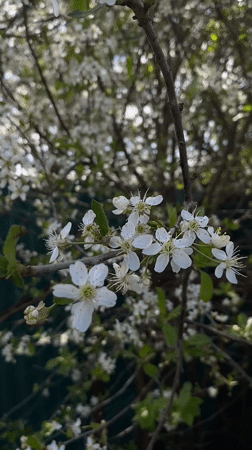 Spring garden moments with flowers and cats in Votkinsk