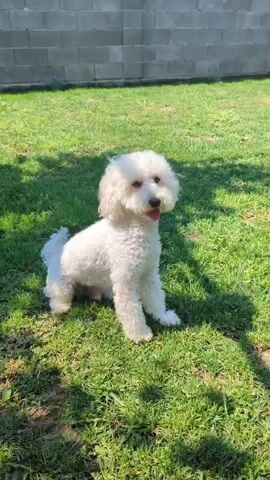 A white poodle sits on a grassy lawn, then leaps to catch an orange ball. The dog then runs across the lawn, sniffing the ground. A brick wall forms the background, and dappled sunlight creates shadows on the grass.