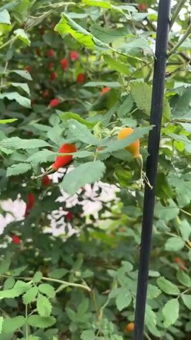 A close-up, slightly shaky video focuses on a rose bush with numerous red and orange rose hips. The camera pans slowly across the branches, highlighting the berries and green leaves. A black vertical stake or pole is visible on the right side of the frame. The background is blurred, showing more greenery and hints of an outdoor setting. No people are visible.