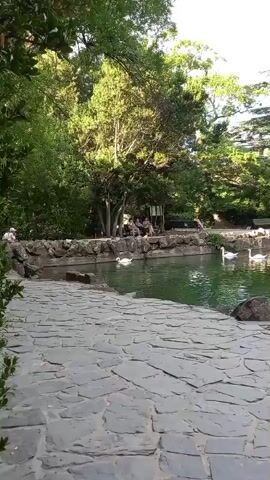 A short video clip shows a scenic view of a park with a pond. Several white swans swim gracefully on the green water of the pond, which is surrounded by rocky edges and lush green trees. In the background, a group of people are seated on a bench, enjoying the peaceful atmosphere. The foreground features a stone pathway, leading towards the pond, with large rocks placed on either side. The lighting suggests it is daytime, likely late afternoon, with sunlight filtering through the trees, creating a warm and inviting ambiance. The overall scene depicts a tranquil natural setting within a park.