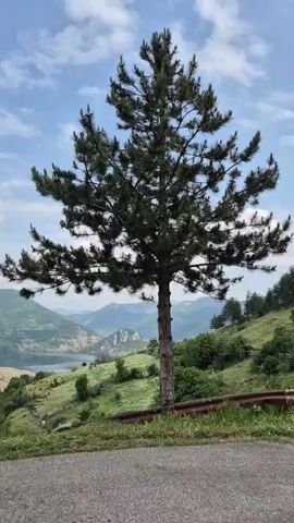 The video opens with a shot of a tall, dark green pine tree on the right side of the frame, standing beside a paved road. The tree partially obscures a scenic view of rolling green mountains and a calm body of water, likely a reservoir or lake, in the distance. The camera slowly pans left, revealing a wider panoramic landscape.

The scene features lush green hills and valleys, stretching towards more rugged, dark green mountains in the background. The sky above is a vibrant blue with scattered, fluffy white clouds. The body of water, shimmering under the daylight, is nestled amongst the mountains. In the immediate foreground, a narrow strip of asphalt road is visible, bordering a grassy incline dotted with wildflowers and small bushes. A rusty metal barrier or railing is partly visible behind the tree at the start of the video. The weather appears clear and sunny, with a gentle breeze subtly moving the clouds. There are no people or visible text in the video. The tranquil and expansive natural beauty suggests a remote or rural setting, specifically Star Chitak, Bulgaria.