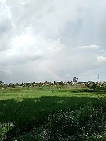 The video shows a vibrant green rice paddy under a cloudy sky with a rainbow visible in the distance. Several utility towers are visible in the background. The rainbow is faint but distinct, arching across the horizon above trees and houses. The camera focuses on the landscape, highlighting the lush green fields and the atmospheric conditions.