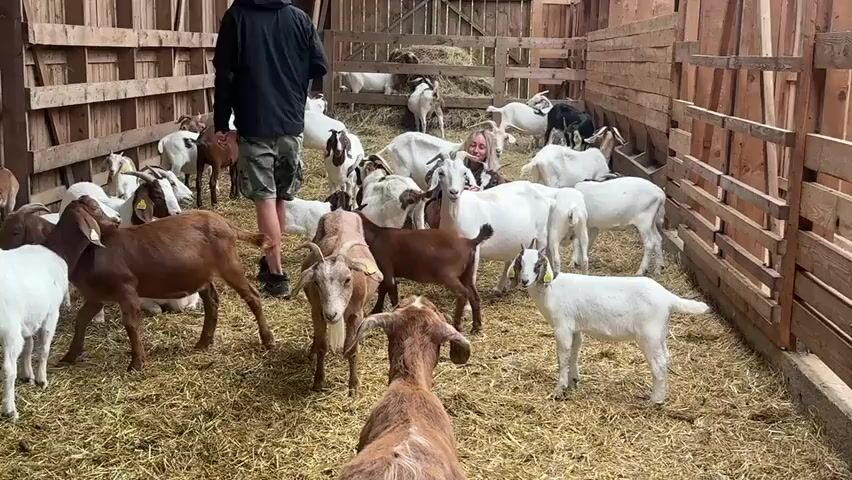A man in a black jacket and camouflage shorts stands in a wooden barn filled with goats. The barn is lined with wooden pens and the floor is covered in hay. Many goats of various colors, including white, brown, and black, are gathered around the man. Some goats are standing, while others are lying down. A woman is lying on the ground amidst the goats, interacting with them. The man appears to be talking to the goats or the woman. The overall atmosphere seems relaxed and playful.