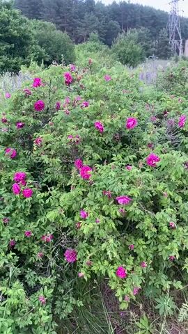 The video shows a bush with bright pink flowers and green leaves. The bush is outdoors, with trees and a power line tower in the background. The camera moves closer to the flowers, showing their detailed petals. There are no people or animals visible in the video.