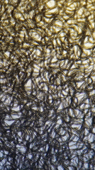 Microscopic organisms filmed on slide in Ribeira Grande, Portugal
