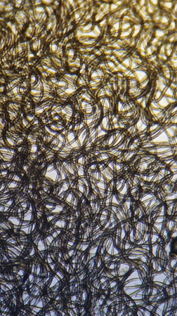 Microscopic organisms filmed on slide in Ribeira Grande, Portugal
