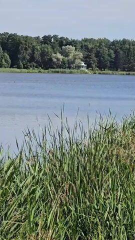 The video pans across a body of water with tall green grass in the foreground. In the distance, a white gazebo can be seen nestled among the trees on the opposite shore. The sky is clear and blue. The overall scene depicts a serene natural landscape.