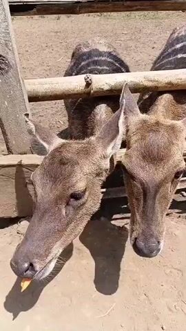 A short video clip shows deer behind a wooden fence. One deer is in the foreground, its head reaching over the fence. Another deer is behind it. The ground is dirt. The fence is made of rough-hewn wooden posts and rails. Sunlight is casting shadows on the ground.