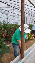 A busy morning outside the greenhouses in Băleni-Români