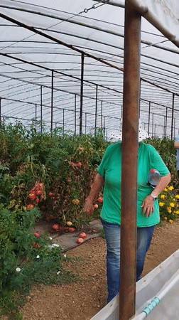 A busy morning outside the greenhouses in Băleni-Români