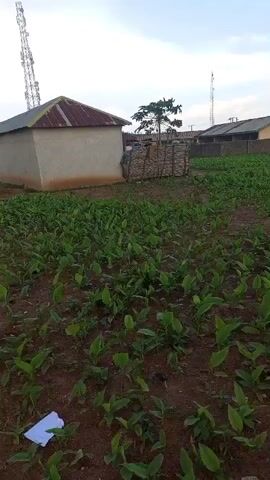 The media file depicts an outdoor scene in a rural setting, likely Kagarko South, Nigeria. The foreground is dominated by a field of young green plants, possibly a crop like turmeric or ginger, growing in reddish-brown soil. The plants are evenly spaced, suggesting cultivation.

In the background, several structures are visible. To the left, there is a simple, rectangular building with light-colored walls and a corrugated metal roof. Adjacent to this building, a small, rustic enclosure made of woven branches or reeds stands. Further to the right, another building with a similar roof is seen, and beyond that, the corner of a larger structure. Two tall, lattice towers, likely communication or power pylons, rise in the distance, one behind the building on the left and another more distant one behind the buildings on the right.

The sky is overcast with a pale, diffused light, suggesting it might be early morning, late afternoon, or a cloudy day. There are no people visible in the media file. The overall impression is one of a developing agricultural area, with evidence of basic infrastructure. The presence of the young crops indicates an ongoing farming activity. There is no visible text in the media file.
