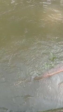 The video shows a murky, greenish body of water, possibly a river or stream. There are ripples on the surface, indicating movement. A light-colored object, possibly a log or branch, is partially submerged and angled across the frame from right to left. A single dry grass stalk is floating on the surface near the center of the frame. In the lower right corner, there appears to be a concrete or stone edge, possibly a bank or bridge. The overall impression is of a natural, somewhat still water environment.