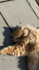 Orange cat rests in morning sunlight in Velingrad