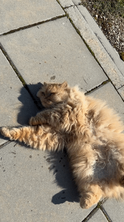 Orange cat rests in morning sunlight in Velingrad