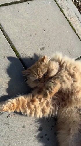 Orange cat rests in morning sunlight in Velingrad