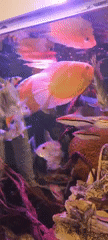 Colorful fish aquarium display observed in Lachish Regional Council