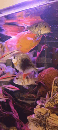 Colorful fish aquarium display observed in Lachish Regional Council