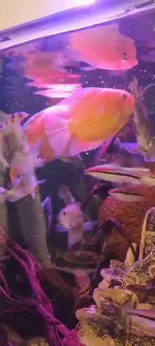Colorful fish aquarium display observed in Lachish Regional Council