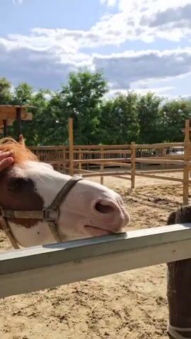 In this video, a brown and white horse is in an outdoor enclosure with a sandy ground and a wooden fence. The horse's head and part of its body are visible. It appears to be sniffing the ground or the wooden fence in front of it. Behind the horse, another white horse is standing in the enclosure. There is a covered shelter with a wooden roof supported by metal poles. Trees are visible in the background, suggesting a rural or farm setting. The sky is partly cloudy, indicating daytime, likely late afternoon due to the angle of the sunlight and shadows. A person's hand briefly appears at the bottom left of the screen, possibly interacting with the horse. The overall scene is peaceful and suggests a typical day at a stable or farm. There is no visible text in the media.