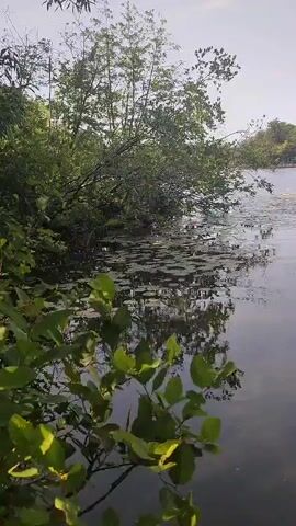 This media file captures a serene natural scene at a lake in Saint-Bruno-de-Montarville, Canada. The foreground is dominated by lush green foliage, likely tree branches and leaves, partially obscuring the view. These plants are in sharp focus, with their vibrant green color suggesting a healthy ecosystem.

The middle ground features the tranquil surface of a lake. Lily pads, characterized by their round, flat leaves, dot the water, creating a textured pattern. The water itself is dark and reflects the surrounding trees and the sky, adding depth to the image.

In the background, the far bank of the lake is lined with a dense forest of trees. The trees are a mix of deciduous and coniferous, showcasing various shades of green. The sky above is a pale blue with some wispy white clouds, indicating fair weather.

The overall impression is one of peacefulness and natural beauty. The lighting suggests it is daytime, likely late morning or early afternoon, given the bright but not harsh sunlight. There are no people or man-made objects visible, emphasizing the untouched quality of the environment. The gentle ripples on the water and the stillness of the foliage contribute to a calming atmosphere. The scene evokes a sense of quiet contemplation and appreciation for nature's serenity.