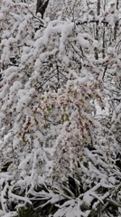 Late spring snow blankets flowering trees in Khimki, Russia