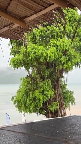Oceanfront yoga under a thatched pavilion, Rawai shoreline