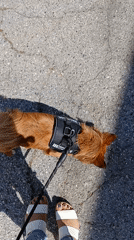 Woman with service dog documented in evening Redondo Beach outing