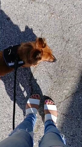 A woman is standing on an asphalt surface with a reddish-brown dog wearing a black "SERVICE DOG" harness and leash. The woman is wearing ripped jeans and white, open-toed sandals. Her toenails are painted a dark purple. She is holding the leash, and the dog is first lying down, then sitting, and then looking up, seemingly at the woman. The scene is well-lit and filmed from a high-angle perspective. Shadows of the woman and dog are visible on the asphalt.