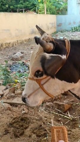 The video shows a close-up of a black and white cow being hand-fed a biscuit. A person offers the cow the biscuit, which the cow eats. Afterwards, the person gently pets the cow's forehead with their hand. The cow is wearing a brown rope halter. The ground is dry and littered with debris, and there is a concrete wall in the background.