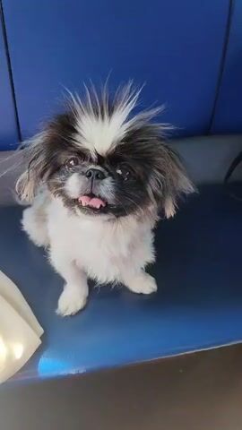 A small, fluffy dog with black and white markings sits on a blue surface, looking directly at the camera with its tongue slightly out. The dog's fur on its head is spiked upwards, giving it a comical appearance. The background is a plain blue surface, possibly a seat or bench. A white cloth is visible in the lower left corner. The dog appears alert and possibly excited. The context of "Пугачёво, Russia" suggests this might be a domestic scene or a pet being transported. The audio mentions a trip and a river, indicating the dog is about to embark on an outing.