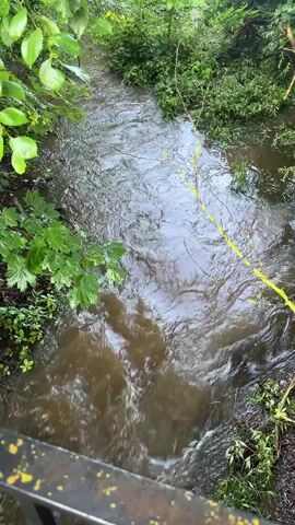 A murky, fast-flowing stream passes through a wooded area. The water is brown and churns as it moves, indicating a recent rainfall or high water levels. Lush green foliage lines the banks of the stream, with some branches and leaves appearing to have fallen into the water. A bright yellow ribbon or tape is visible stretched across the water and draped over some of the vegetation. The perspective is from above, looking down into the stream, with a dark railing in the foreground. No people are visible in the video.