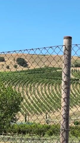 A wire fence is in the foreground, with a vineyard and rolling hills in the background. The sky is clear and blue. The vineyard is planted on the slopes of the hills, with rows of vines stretching across the landscape. The hills are covered with dry grass, with a few scattered trees. The fence appears to be made of chain-link wire, supported by metal posts. There is a green tree in the left-center of the frame.