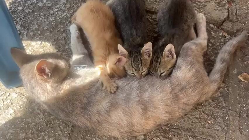 The video shows a mother cat lying on her side on a rough, grey, stony surface. She is being nursed by four kittens. Two of the kittens are ginger-colored, and two are tabby-patterned. One ginger kitten is positioned on the left side of the mother cat's belly, and another ginger kitten is slightly behind it. Two tabby kittens are positioned more centrally on the mother cat's belly. The mother cat has her head turned to the left, with her eyes closed. The kittens are all actively suckling. The lighting suggests it is daytime, with shadows cast on the ground, indicating sunlight. A blue object, possibly a plastic container or leg of furniture, is visible on the far left edge of the frame. The overall scene depicts a tender moment of animal behavior in an outdoor, likely unkempt, environment.