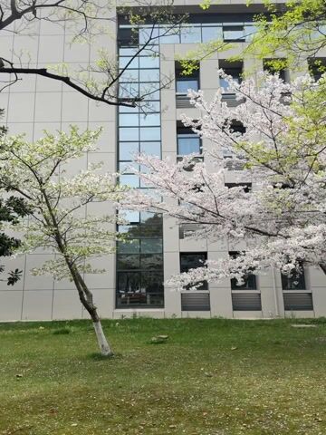 The camera pans slowly across a scene featuring blooming white trees against the backdrop of a modern building. The building is characterized by a light gray facade with vertically arranged windows that reflect the sky. In the foreground, a well-maintained lawn is covered with scattered white petals, suggesting the trees are in full bloom. A larger, darker tree trunk stands to the right, partially obscuring the view.  The overall impression is one of springtime in an urban setting.  The lighting appears to be soft and diffused, indicating an overcast day. No people are directly visible in the scene.