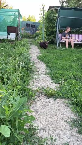 The video opens with a dog running on a gravel path in a backyard. A person is sitting on a swing set in the background. The dog turns and runs towards the camera. The scene then shifts to a different part of the yard, showing a car parked near a brick wall and more green grass. The camera pans across a garden with various flowers and plants, including orange lilies. The video ends on a shot of the orange lilies.