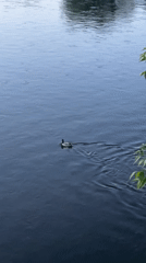 Duck spotted swimming in Zagreb river waters