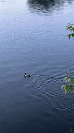 Duck spotted swimming in Zagreb river waters