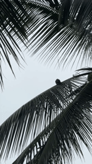 Wildlife spotted climbing palms in Thai tropical landscape