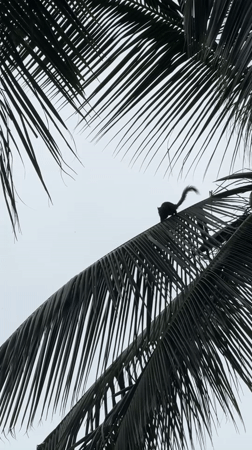 Wildlife spotted climbing palms in Thai tropical landscape