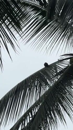 Wildlife spotted climbing palms in Thai tropical landscape