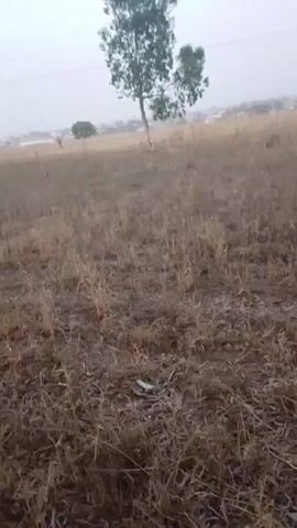 The video shows a landscape featuring a field of dry, brown vegetation, likely dried grass or crops. In the distance, there's a single tree with green leaves standing prominently. The sky is overcast. In the far background, there are hints of a cityscape. No people are visible. There is some trash on the ground in the foreground.