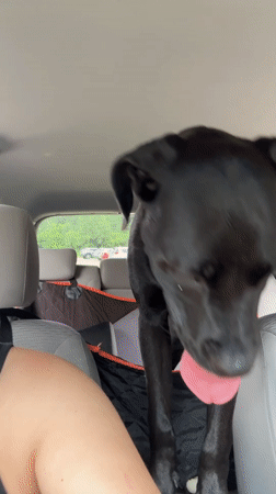 Black dog riding along in the back seat, tongue out