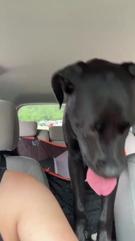 A black dog with a collar is looking forward and panting with its tongue out. It is in the back seat of a car, with a person in the driver's seat visible in the foreground. The dog appears to be a large breed, possibly a Great Dane or a similar mix, given its size and build. The interior of the car is visible, including the back of the driver's seat, headrests, and a car seat cover. The dog is standing and looking towards the front of the vehicle.