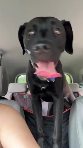 Black dog riding along in the back seat, tongue out